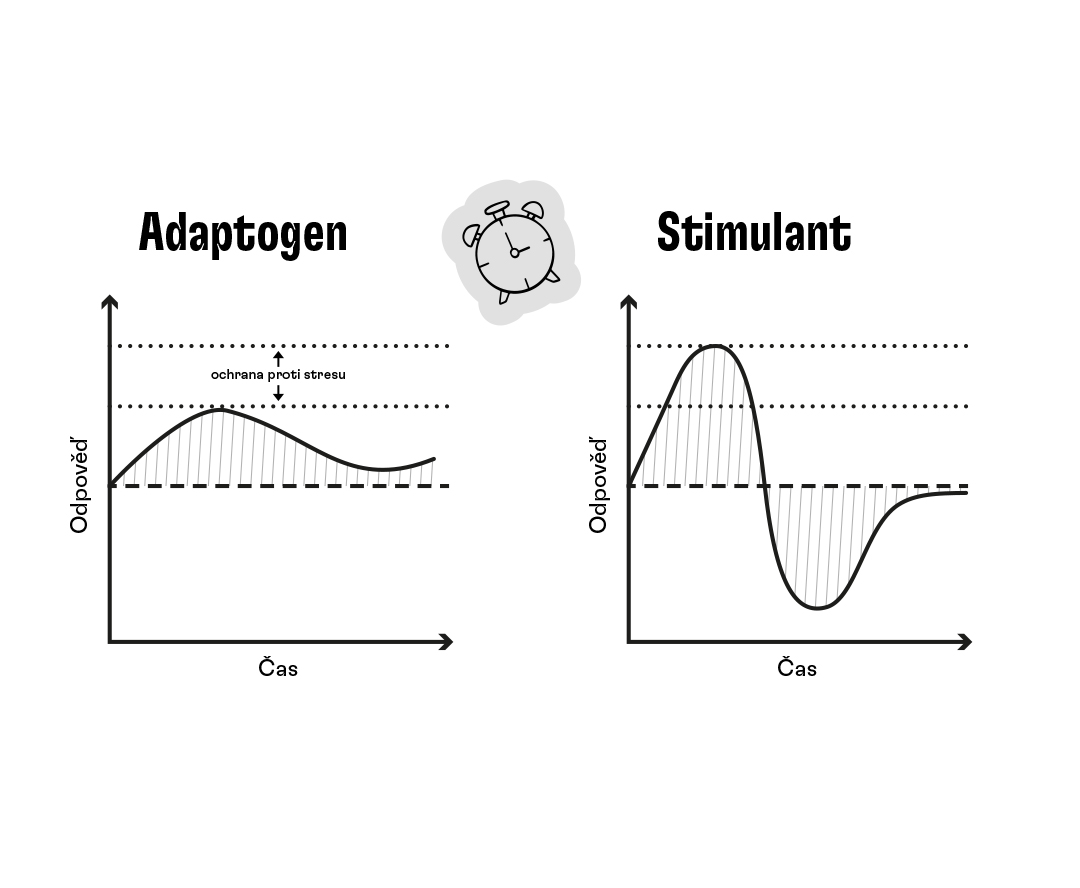 graf_adaptogen a stimulant_cz
